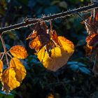 Herbst im Wald