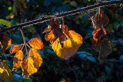 Herbst im Wald