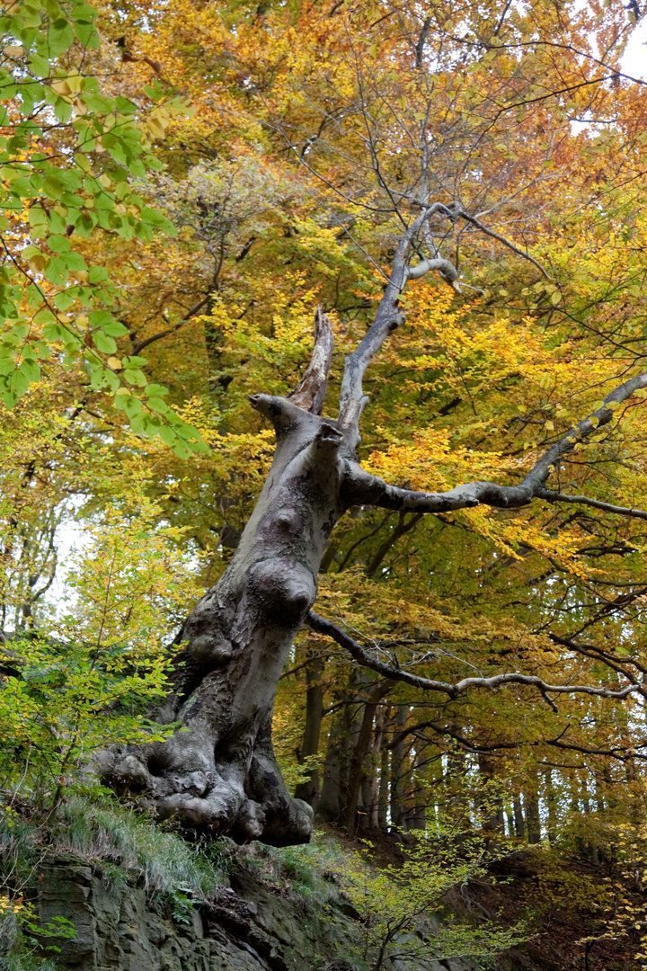 Herbst im Wald