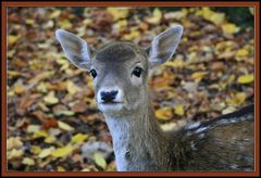 Herbst im Wald