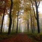 Herbst im Wald