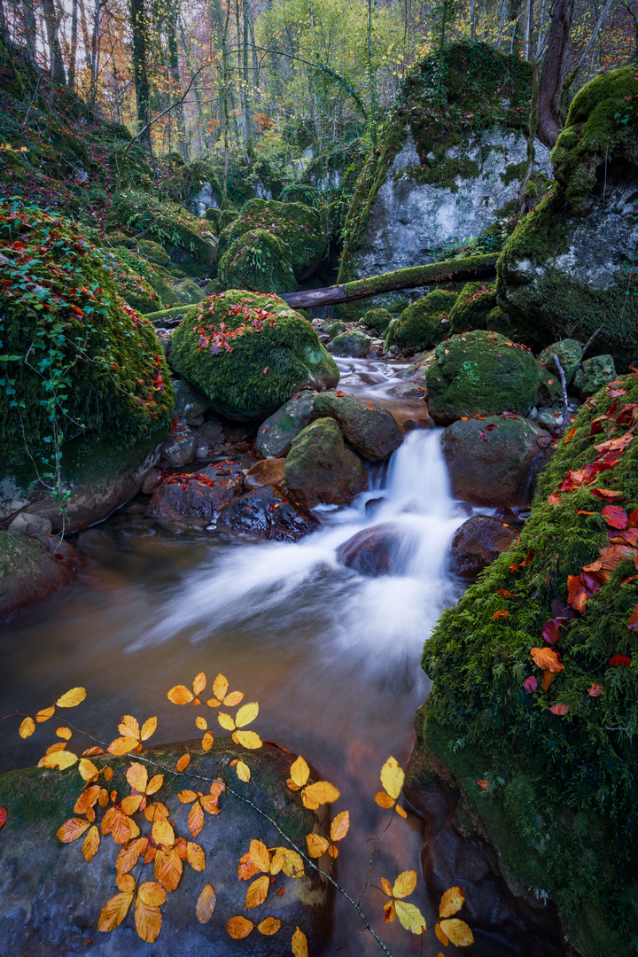 Herbst im Wald