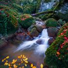 Herbst im Wald