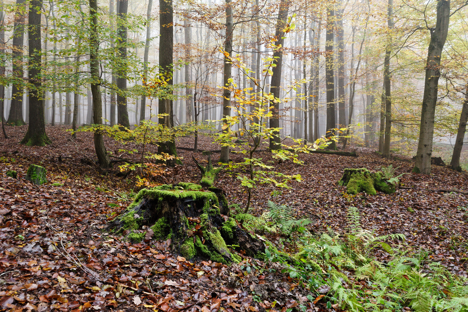 Herbst im Wald