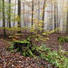 Herbst im Wald