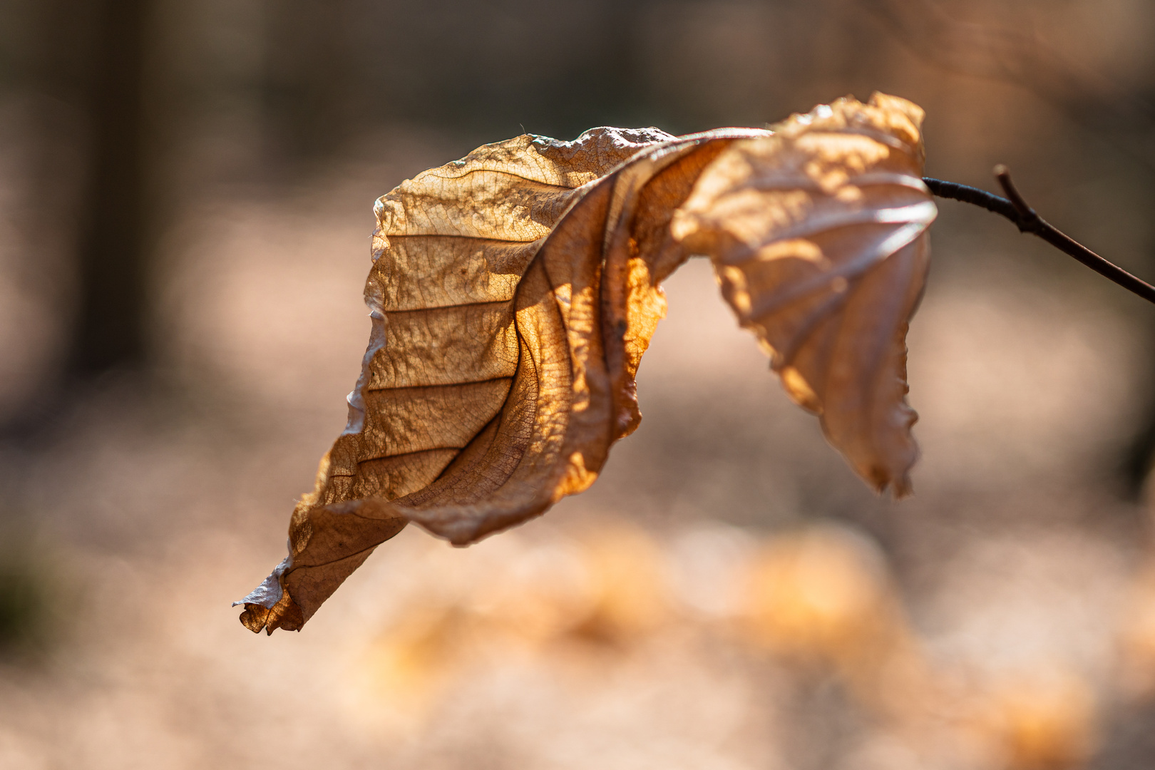 Herbst im Wald