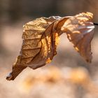 Herbst im Wald