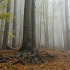 Herbst im Wald