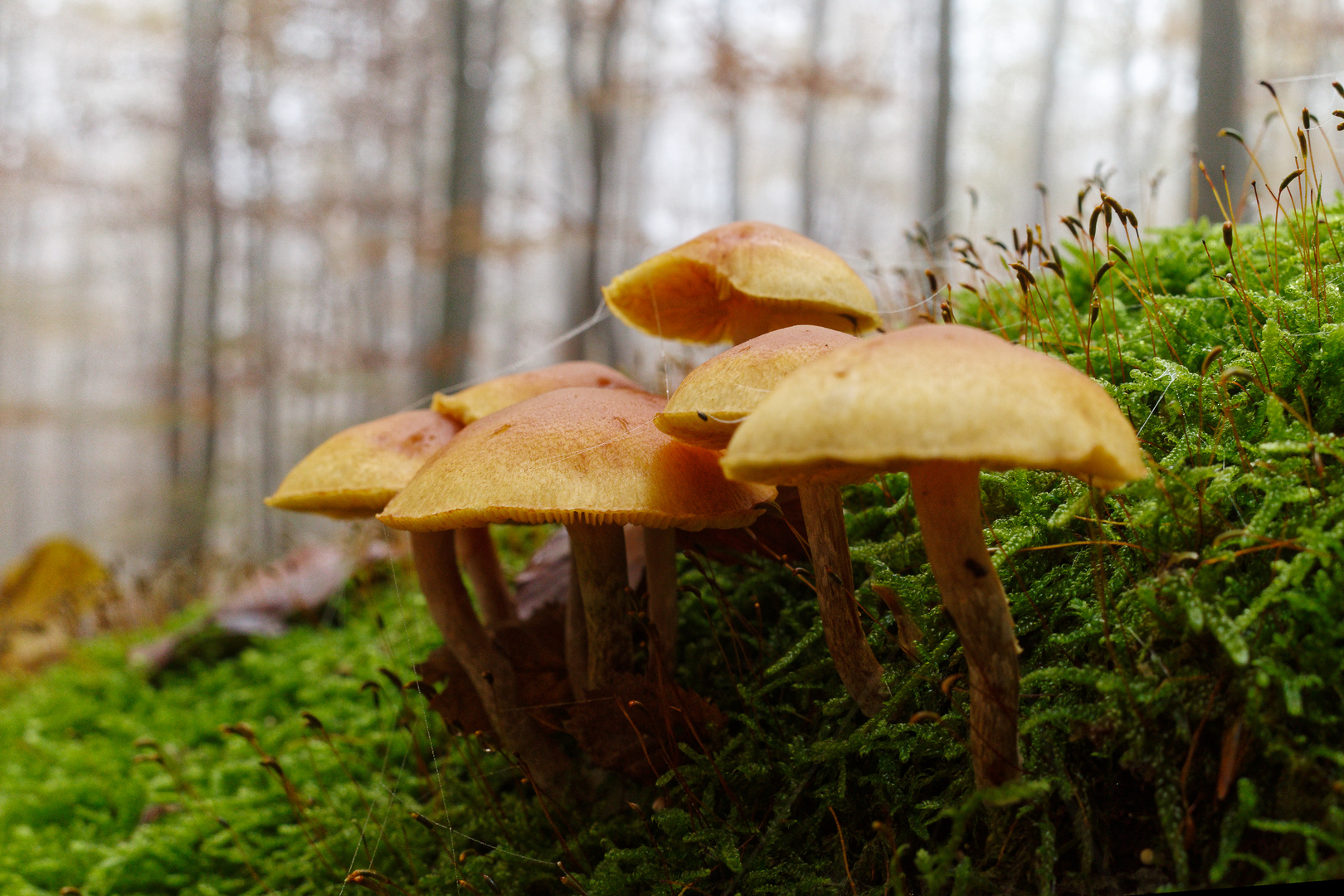 Herbst im Wald