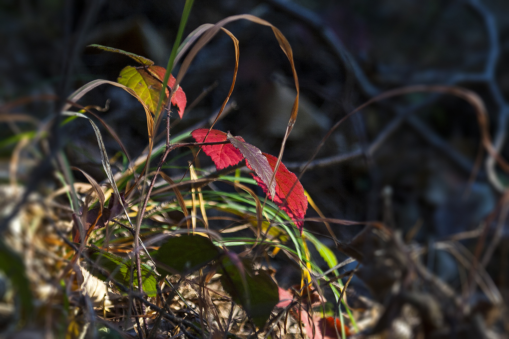 Herbst im Wald