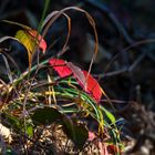 Herbst im Wald