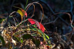 Herbst im Wald