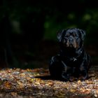 Herbst im Wald