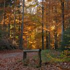 Herbst im Wald