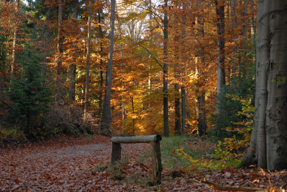 Herbst im Wald