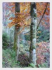 Herbst im Wald