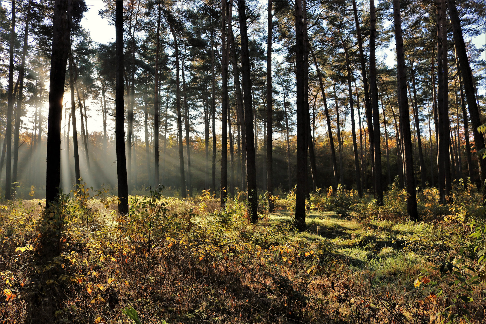 Herbst im Wald