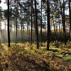 Herbst im Wald