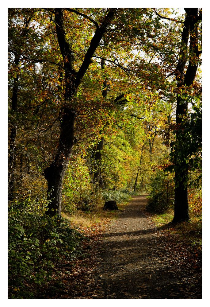 Herbst im Wald