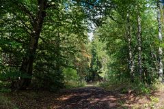 Herbst im Wald