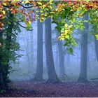 Herbst im Wald