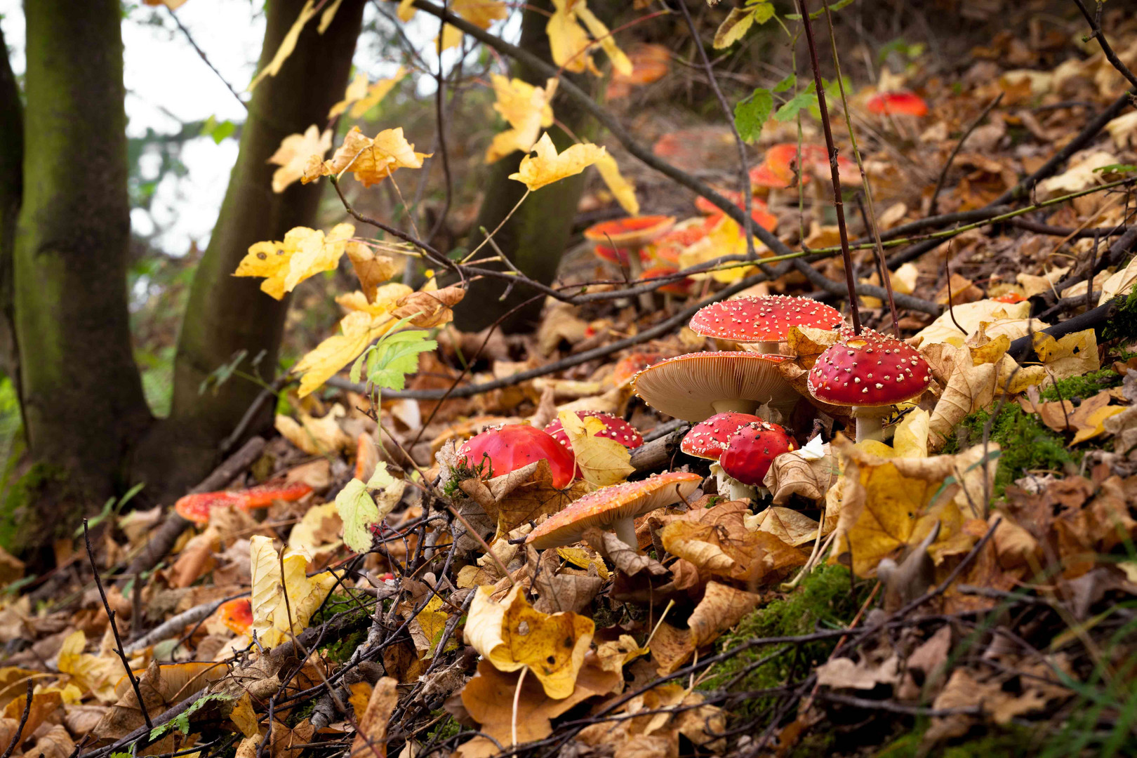 Herbst im Wald