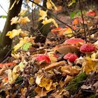 Herbst im Wald