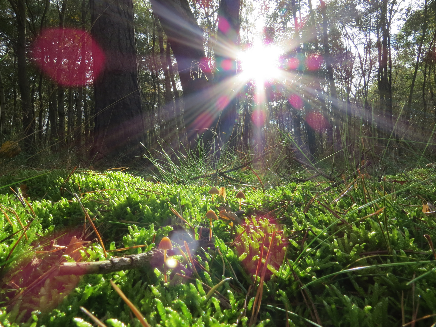 "Herbst im Wald"