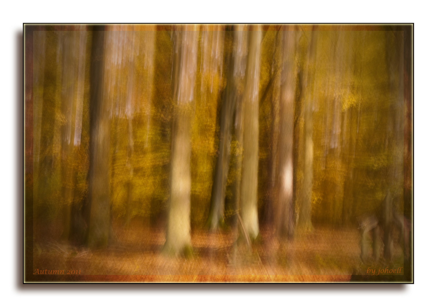 Herbst im Wald