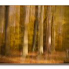 Herbst im Wald