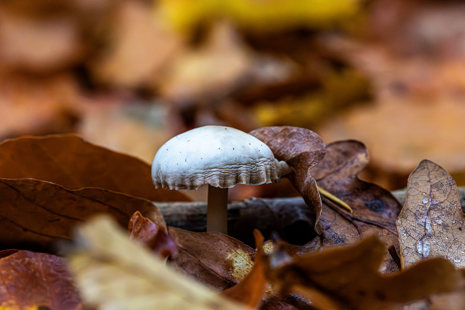 Herbst im Wald