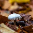 Herbst im Wald