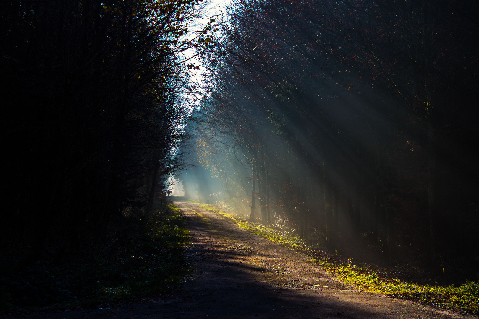 Herbst im Wald