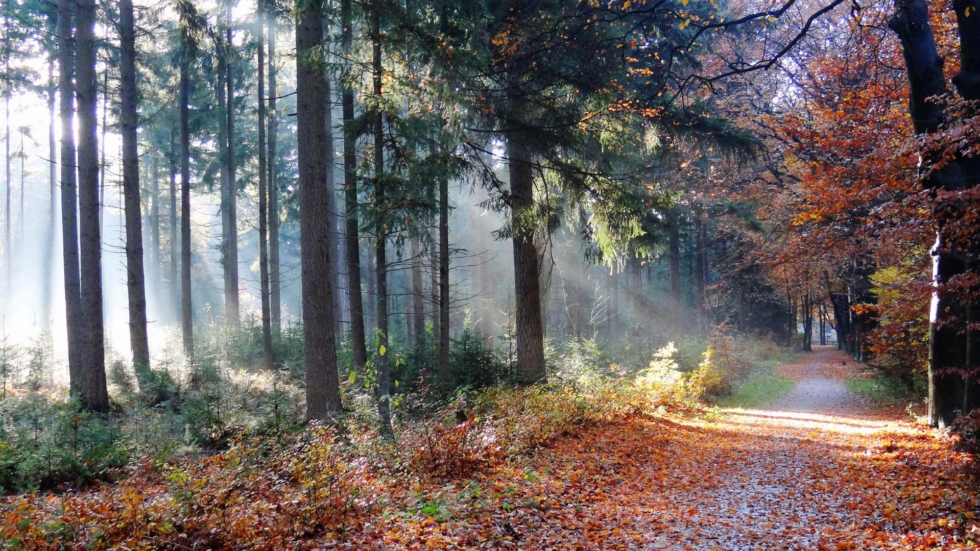 Herbst im Wald