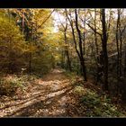 Herbst im Wald