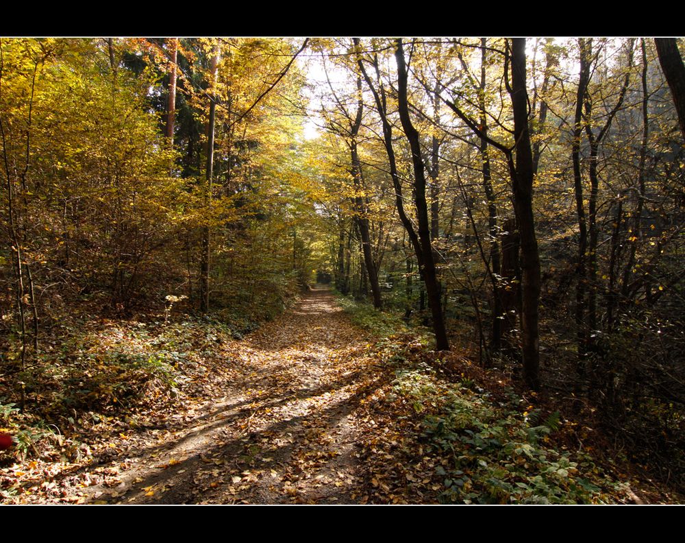 Herbst im Wald