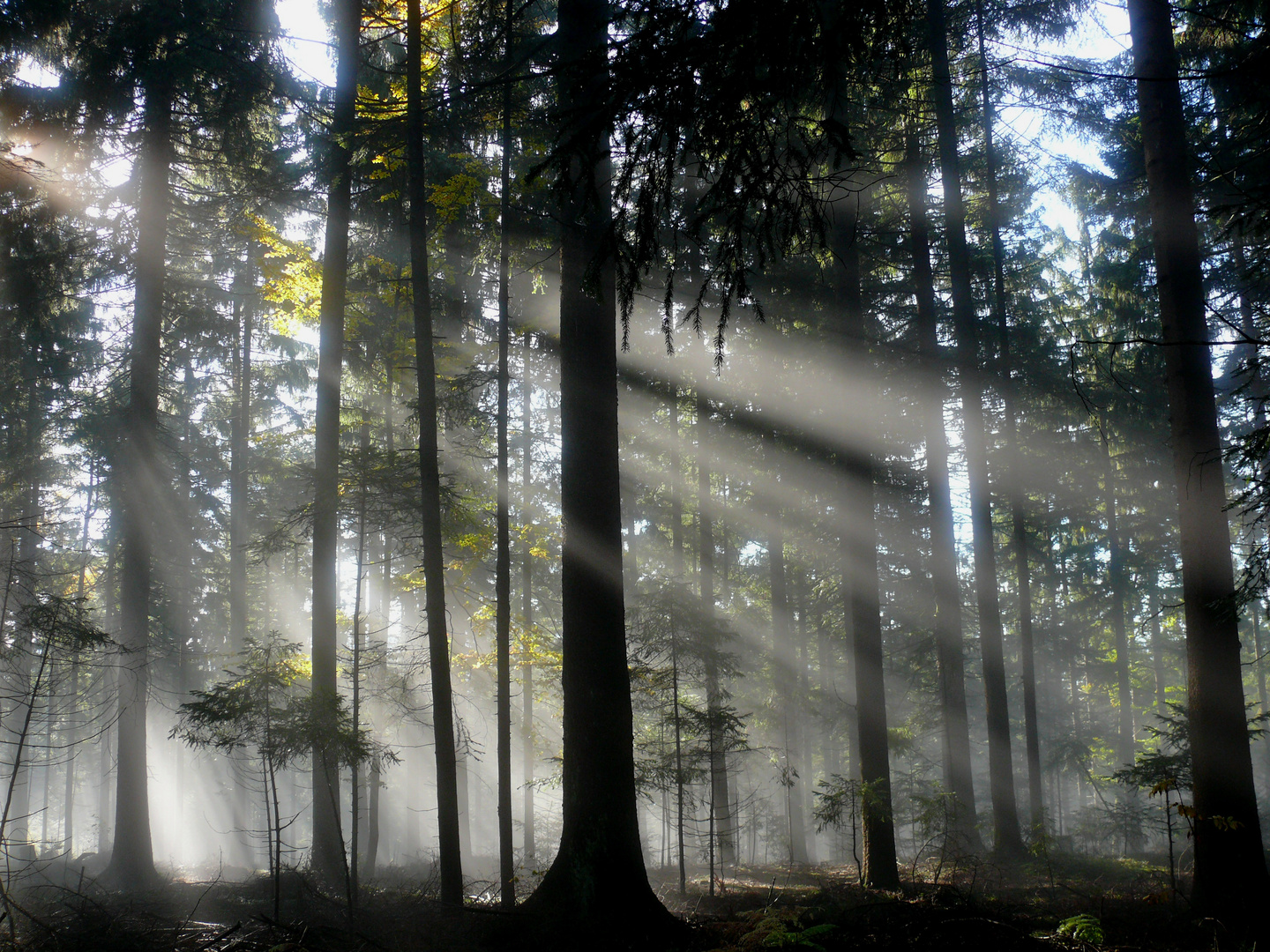 Herbst im Wald