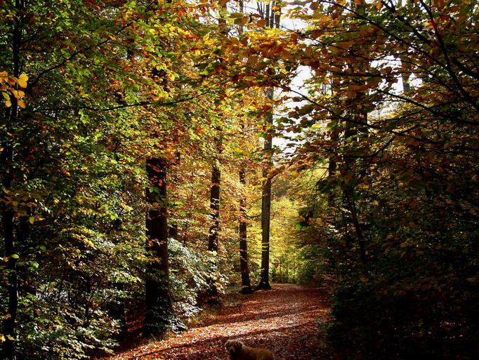 Herbst im Wald