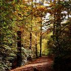 Herbst im Wald