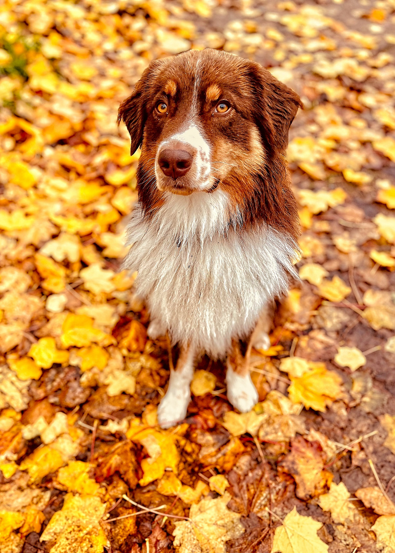 Herbst im Wald