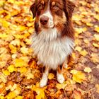 Herbst im Wald