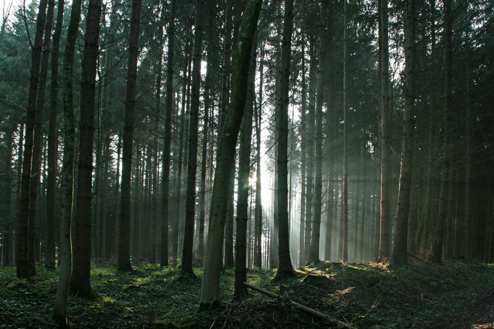 Herbst im Wald