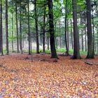 Herbst im Wald