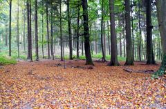 Herbst im Wald