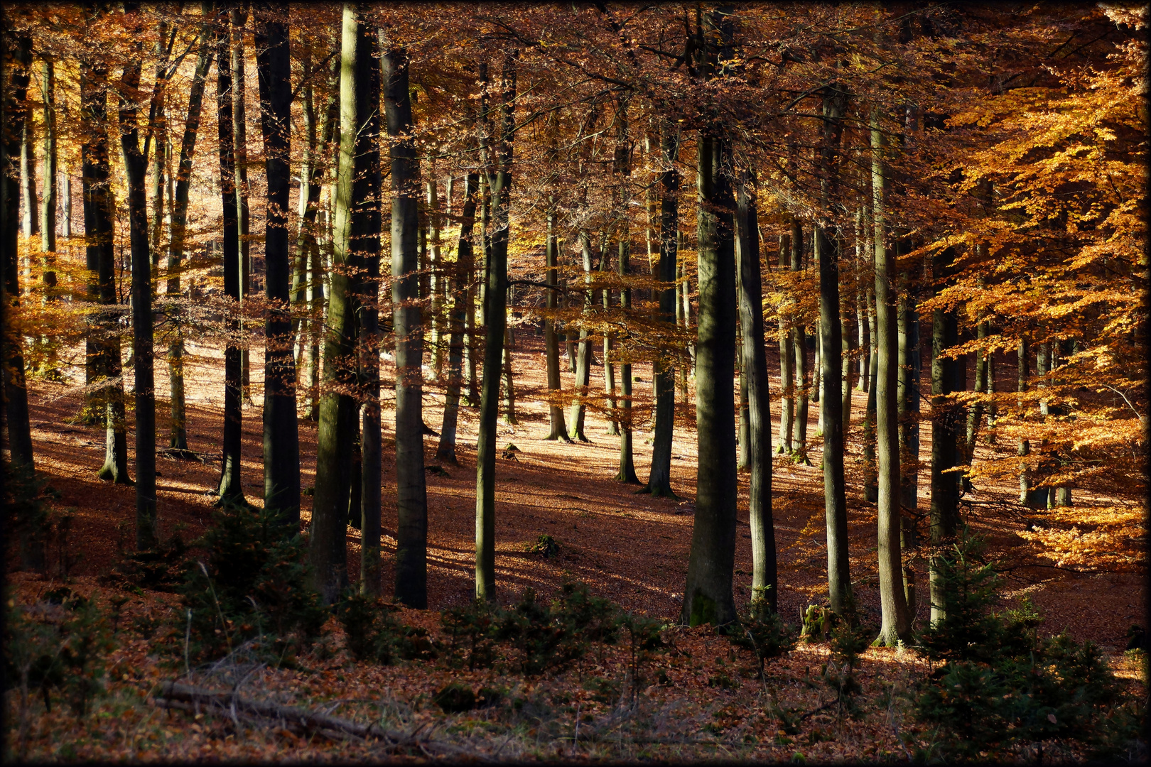 Herbst im Wald