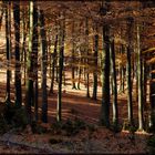 Herbst im Wald