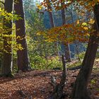 Herbst im Wald 