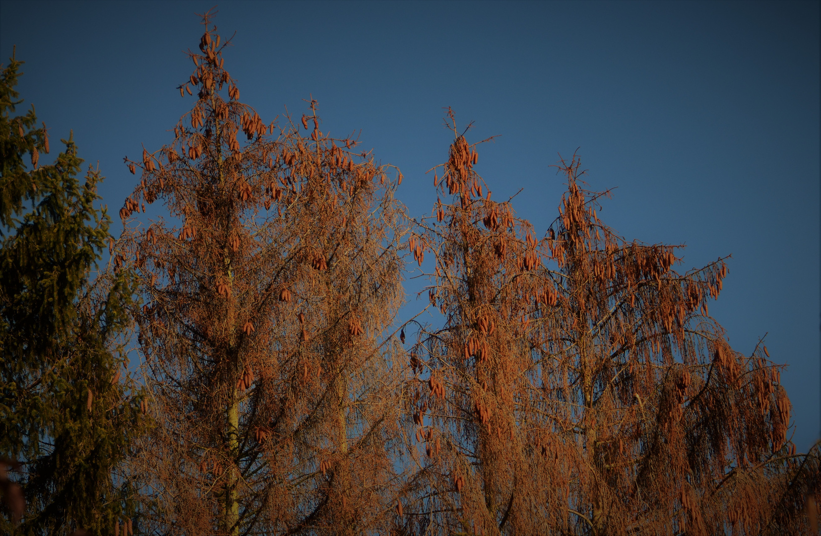 Herbst im Wald 