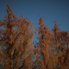 Herbst im Wald 