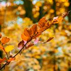 Herbst im Wald